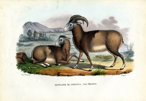 ムフロン、1863-79 作： Raimundo Petraroja